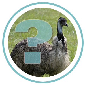 Category: Emu FAQs