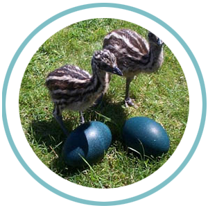 Category Emu Eggs