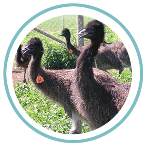Category: Emu Husbandry