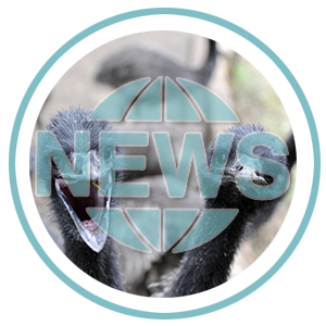 Category: Emu News & Events