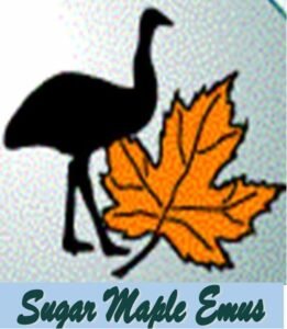 Sugar Maple Emus