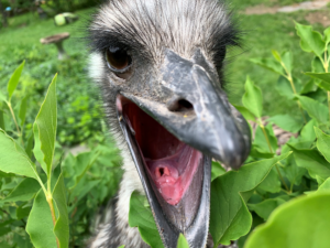 Emu Talks Videos
